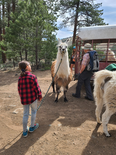 Spruce Ridge Llamas Logo