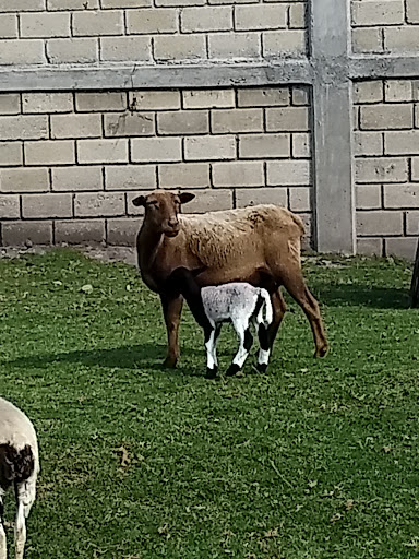 Veterinaria "la tucita"