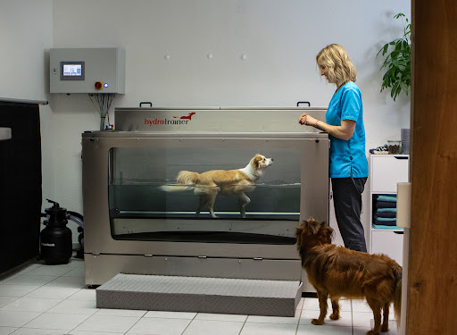 Tierphysiotherapie Eva Astfalk - Thumbnail