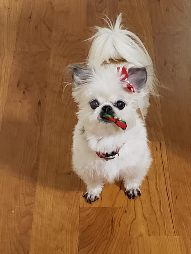 Breezy's Grooming Salon - Thumbnail