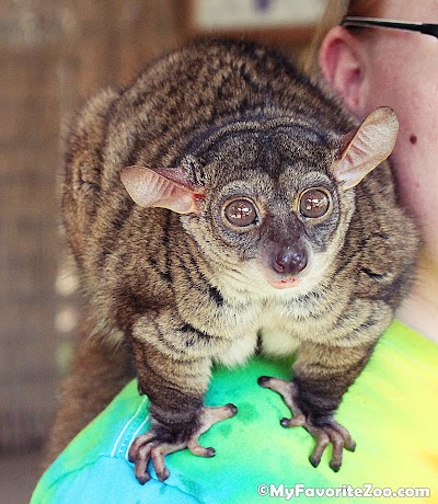 North Georgia Wildlife Park