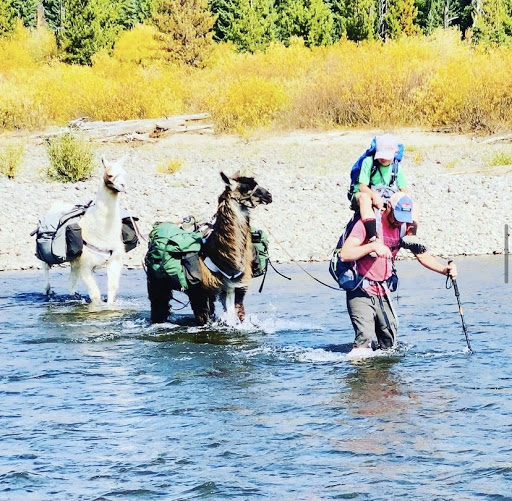 Wasatch Front Llamas - Thumbnail