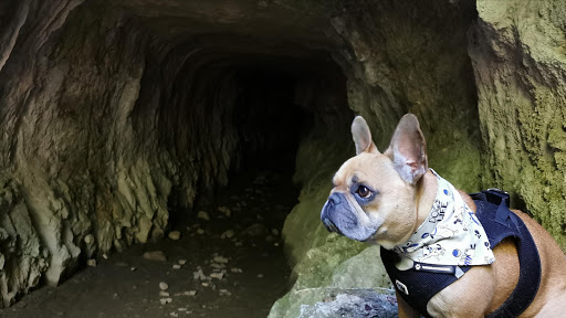 Tourisme avec mon chien - Thumbnail