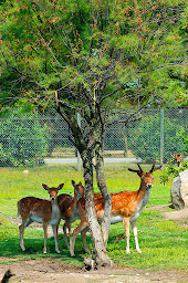 Photo n°135 de Camping Marina d'Erba Rossa à Ghisonaccia (Logement indépendant avec services)