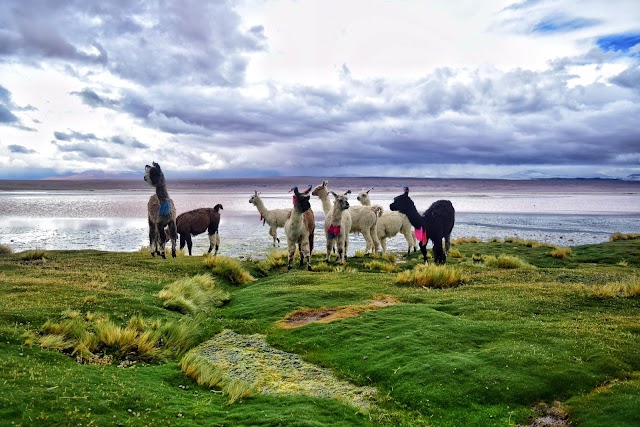 Laguna Colorada