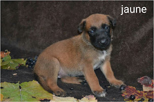 Photo n°25 de Élevage du millésime champenois à Saint-Mard-lès-Rouffy (Éleveur de chiens)