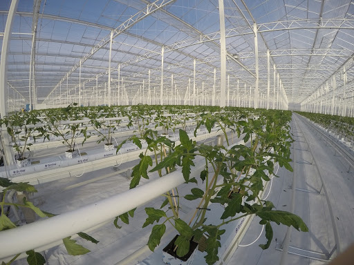 FRI-EL Greenhouse - Thumbnail