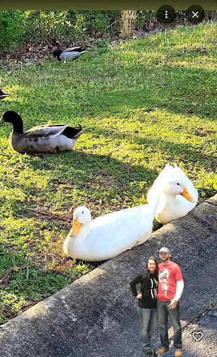 Riverdale pond - Thumbnail