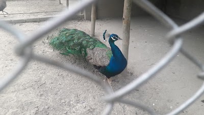 Photos of Nizum Park, Jolli (নিঝুম পার্ক)