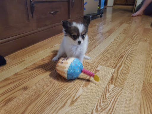 Donnetas Pups Gallery - United States