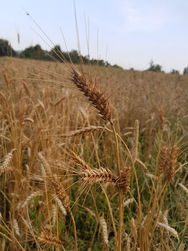 Le Mamole società agricola - Thumbnail