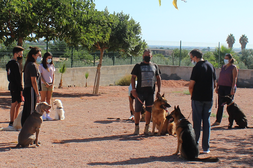 Hotel para perros Residog
