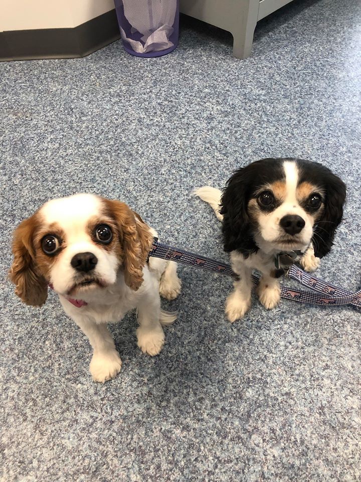 Cvca Cardiac Care For Pets