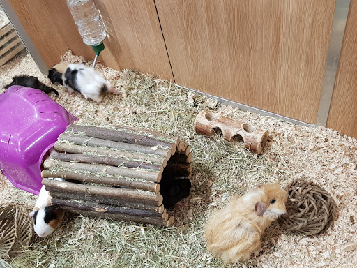 Pets at Home Broadstairs - Thumbnail