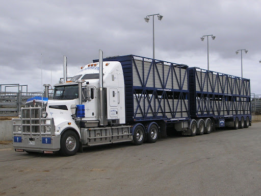 Transedel Livestock Carriers