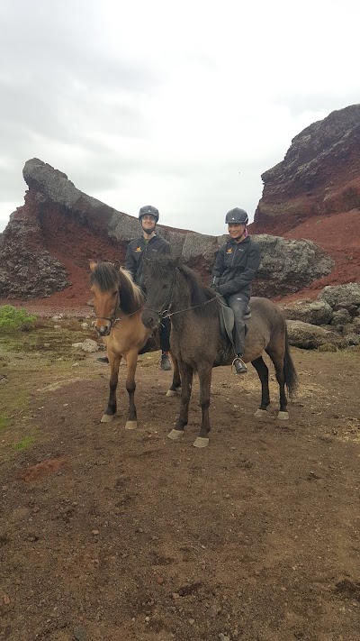 Photos of Viking Horses