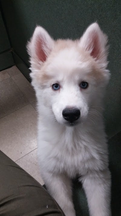 Photos of Petland Pickerington