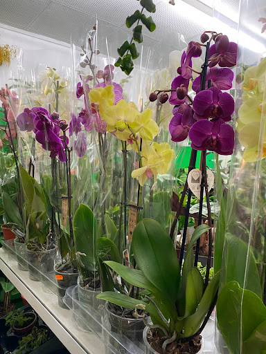 Floristeria Rehoboth. 利河伯花艺店 - Thumbnail