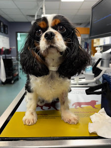 Noah's Caring Hands Animal Hospital at Geist