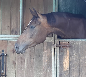 Photo n°6 de Les Ecuries d'Akila à Vinneuf (Écurie)