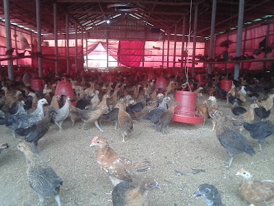 Photos of shihab's poultry Frams