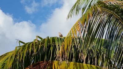 Photos of Exotic Caye Beach Resort