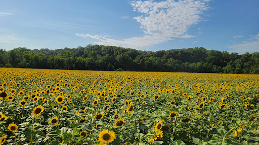 Sunflower Fields - Weldon Spring - Visual
