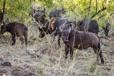 Photos of Mthethomusha Game Reserve