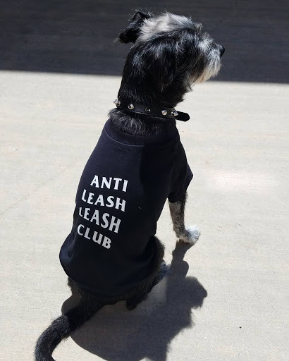 Love Light & Paws