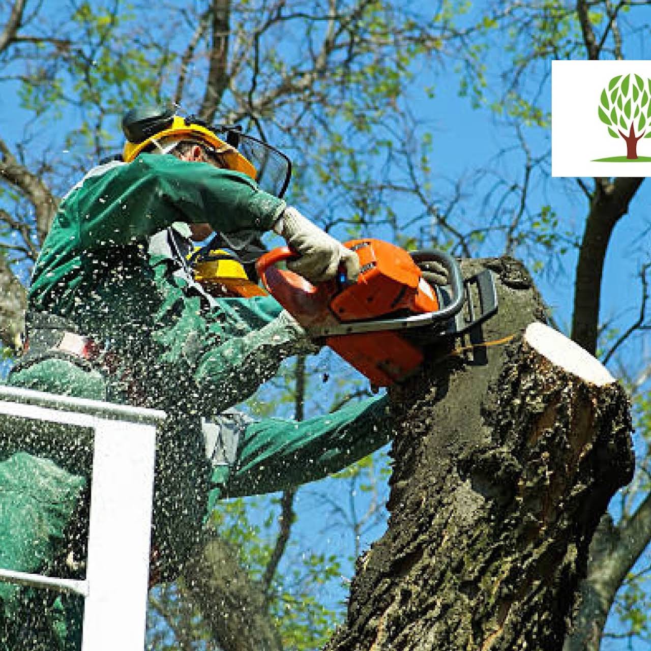 Tree Loppers Sunshine Coast