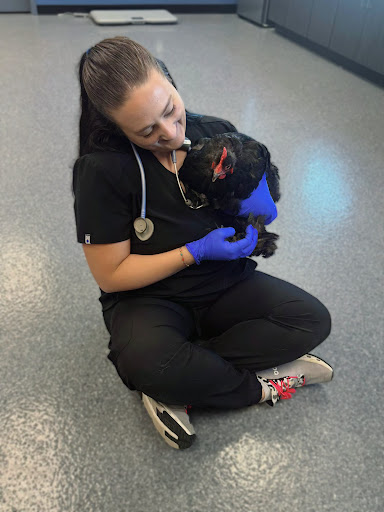 All Paws Vet Clinic - Thumbnail