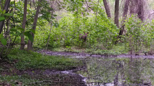 Olson Woods - Thumbnail