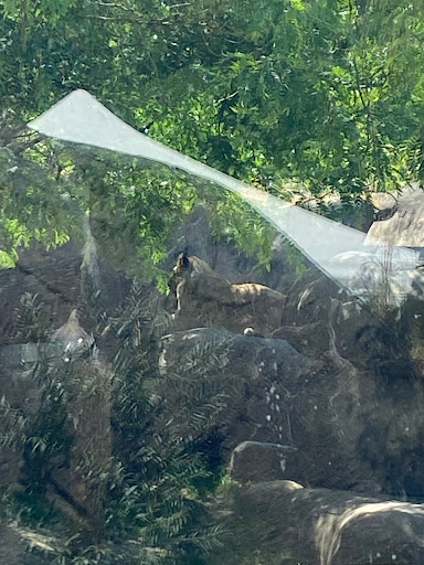 Lions exhibit - Visual