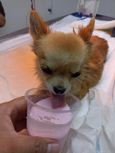 Clínica veterinaria KELEV - Thumbnail