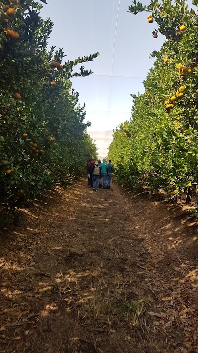 Photos of Indigo Fruit Farming Bushrock Farm