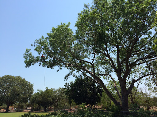 ArborWork Tree Services