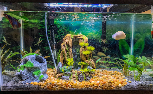 Mainely Fish