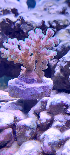 Coralfire - Thumbnail