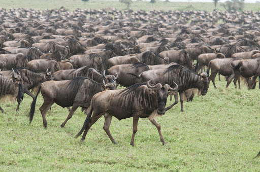 Hippo Creek Safaris - Thumbnail