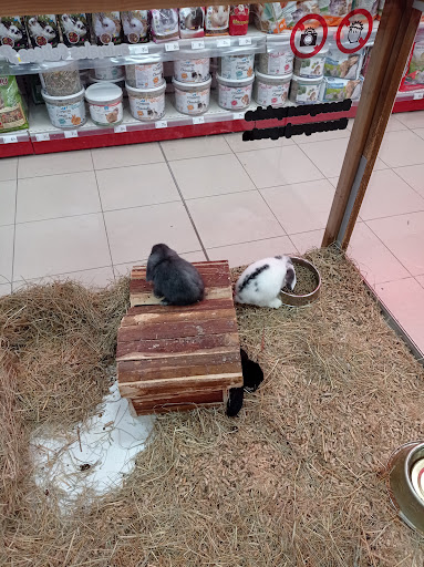 Avila pet Chiclana - Thumbnail