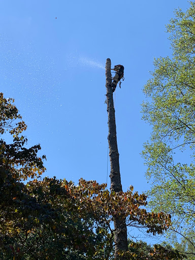 Pisgah Tree Service Gallery - United States