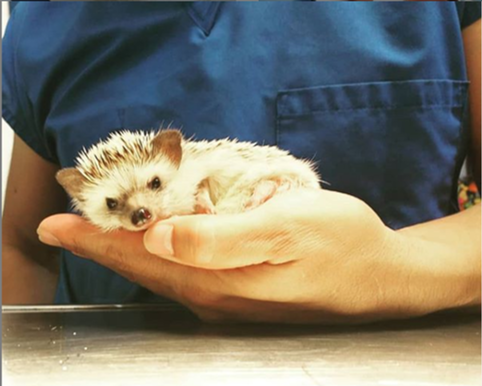 MEDIVET HOSPITAL VETERINARIO