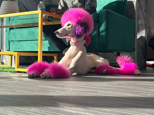 Regal Dog Parlour - Dog Grooming Milton Keynes