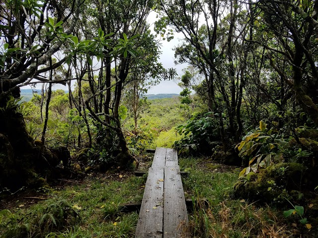 Beginning of Pihea Trail