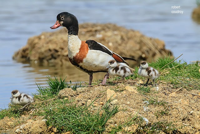 Réserve Ornithologique du Teich