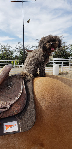 Kind and Gentle Dog Grooming - Thumbnail