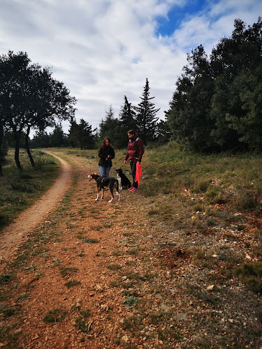 Anima Canis - Dresseur pour chiens