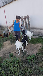 Photo n°1 de Ferme Sandrine Antoine à Forcelles-Saint-Gorgon (Ferme)
