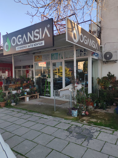 Terzi Nurdan Ogansia