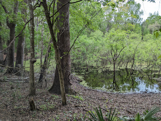 San Felasco State Hammock Preserve Parking - Thumbnail